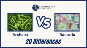 archaea vs bacteria 20 differences