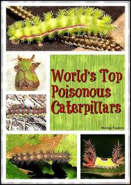 World S Top 15 Poisonous Caterpillars