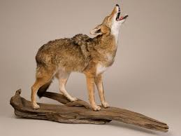 howling coyote trophy mount