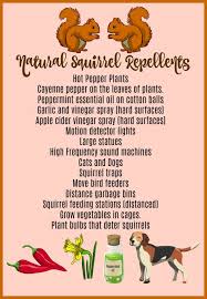 Tired of being frustrated with cats messing around your garden or home? Natural Squirrel Repellent Ideas Keep Squirrels Out Of The Yard