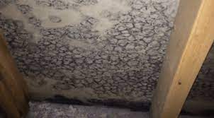 Black Mold Basement Mold Removal