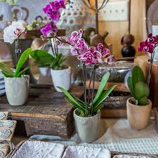 ideal pot size for phalaenopsis orchids