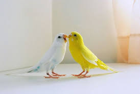 two parrots in love an ekphrastic poem