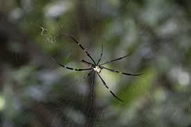 orb weaver spiders dangerous or not