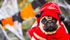 32 Of The Best Dog Costumes For Halloween In 2019 Thp