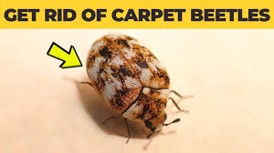 carpet beetles permanently