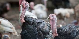 do-turkeys-fight-to-the-death