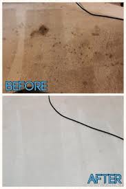 bellevue carpet cleaning power pup clean