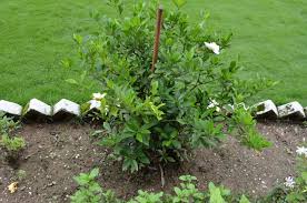 Gardenia Tree Vs Bush What S The