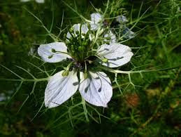 Scheda IPFI, Acta Plantarum Nigella_damascena