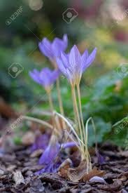 Maybe you would like to learn more about one of these? Crocus Speciosus Autumn Blue Purple Flowering Plant With Orange Yellow Center Biebersteins Crocus Flowers In Bloom Autumn Species Stock Photo Picture And Royalty Free Image Image 111828365