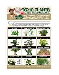 Poisonous Toxic Plants Flowers