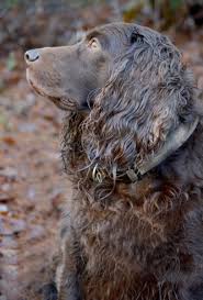 Adopt snoopy a boykin spaniel, dachshund. Boykin Spaniels For Sale Boykin Spaniel Puppies For Sale Online Vip Puppies