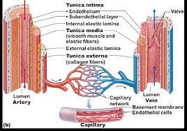 Blood Vessel Anatomy Diagram