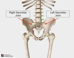 Low back hip tailbone buttock pain gluteus maximus strain and trigger point pain a gluteus maximus strain or pulled muscle can be felt anywhere in the muscle but is low back pain exam room anatomy poster clinicalposters. Lower Back And Hip Pain 7 Frequently Overlooked Causes