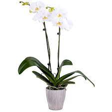 5 In Orchid White In Container
