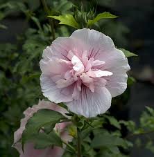 Hibiscus syriacus white pillar was developed. Pink Chiffon Hibiscus Syriacus Rose Of Sharon Proven Winner 4 Pot Hirt S Gardens