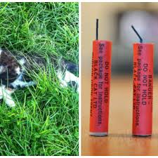 Black cat firecrackers have proven themselves to be the highest quality and the best you can get. dominator firecrackers half brick 40/16. Outrage After Claims That Cat And Kitten Were Brutally Killed By Kids Who Threw Fireworks At Them Irish Mirror Online