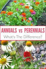 Hundreds of times. some flowers only grow from corpses. Annuals Vs Perennials What S The Difference Get Busy Gardening