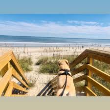 top 10 best dog boarding near beaches