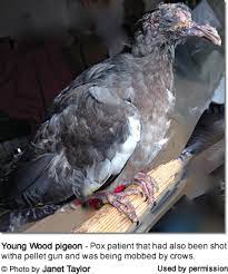 These pests commonly live in pigeon nests and chicken coops, but their eggs may be passed on by carrier birds. Avian Pox Virus Beauty Of Birds