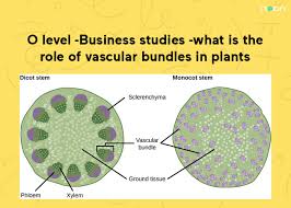 of vascular bundles in plants