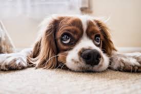 how to get rid of dog odor in carpet