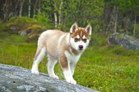 Red and white siberian husky puppies. Adorable Red Siberian Husky Puppy Siberian Husky Dog Husky Dogs Siberian Husky