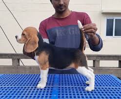 litter box beagle nishmaar s