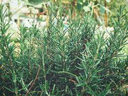 Grow Herbs Hardy Herbs To Plant