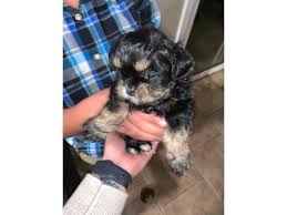 They are not considered 'yappers'. 3 Shih Poo Puppies Available In Fresno California Puppies For Sale Near Me