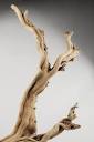 Natural Ghostwood Branch Sandblasted 10-14 in (California ...