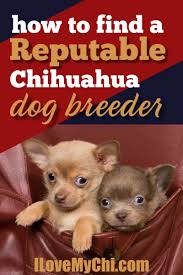 (nashville) two female chiweenie puppies and one tiny chihuahua terrier mix though it looks chihuahua. How To Find A Reputable Chihuahua Dog Breeder I Love My Chi