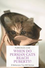 When persian cats reach their puberty, they show specific signs that can help you determine whether they have reached their sexual maturity or not. These 8 Signs Show That Your Persian Cat Reached Puberty Purr Craze