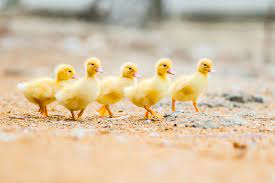 raising ducklings 101 the basics