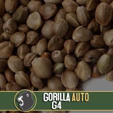 grow gorilla glue 4 auto cans seeds