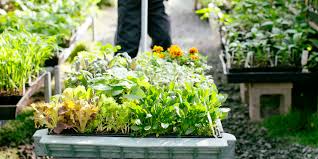 Your Ultimate Summer Gardening To Do List