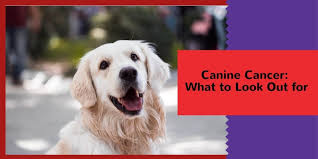 canine cancer what to look out for