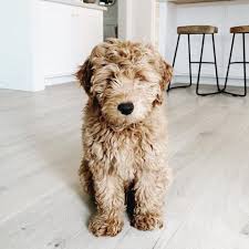 Teddy bear goldendoodles are friendly with strangers, other pets and family members. A Good Boy Everything You Need To Know About Goldendoodles The Basic Concept