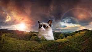 34 grumpy cat wallpapers hd