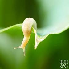 how to get rid of slugs in your garden