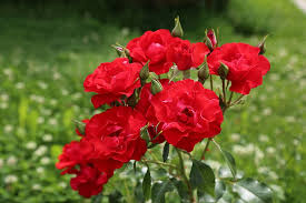 Roses Nature Plant Red Rose