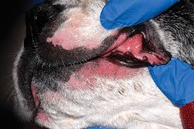 how to treat lip fold pyoderma in dogs