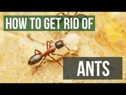 how to get rid of ants kill ants in
