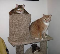 how to re carpet your cat tower