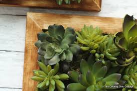 faux succulent wall art succulent