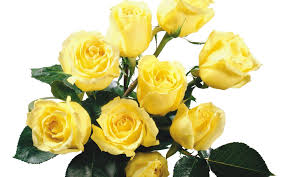 yellow roses wallpapers on wallpaperdog