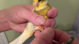 how to clip a canary s nails you