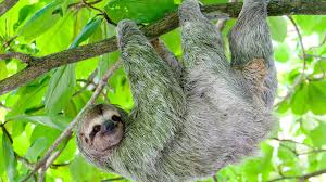 65 funny sloth