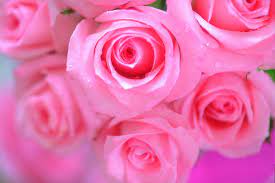 pink roses wallpapers top free pink